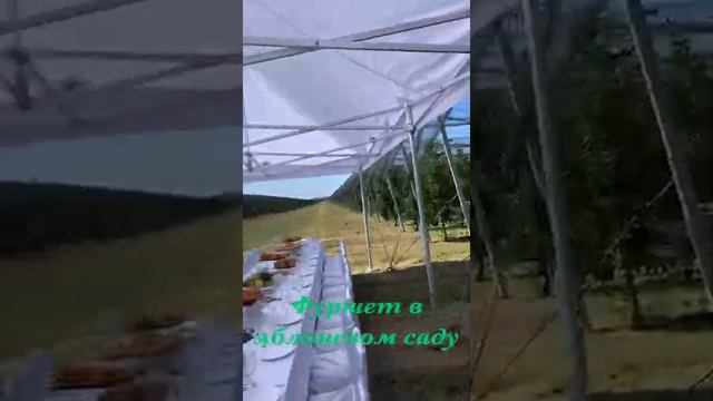 Фуршет в яблоневом саду "Глянец" смотреть онлайн