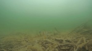 КРУПНЫЕ ГОРБАЧИ АТАКУЮТ МОРМЫШКУ!!! Ловчая мормышка на окуня! Ловля окуня на мормышку с мотылём!