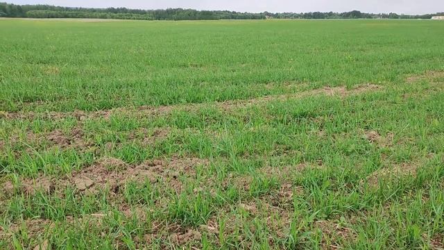 Озимая пшеница посеянная весной! смотреть онлайн