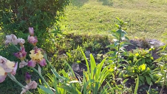 Сад в июне . Обзор роз в саду. Лёгкие рецепты заготовок. смотреть онлайн