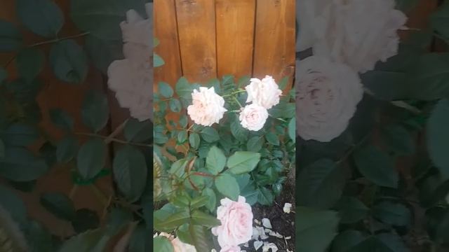 Роза в стиле "Барок" смотреть онлайн