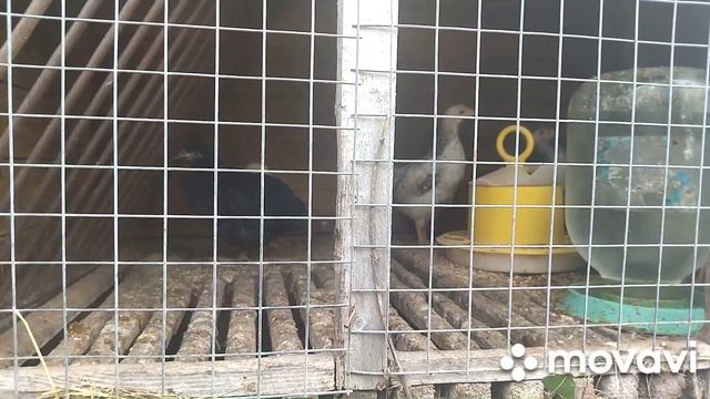 Почему нет летней кухни. Почти 200яиц в инкубаторе смотреть онлайн
