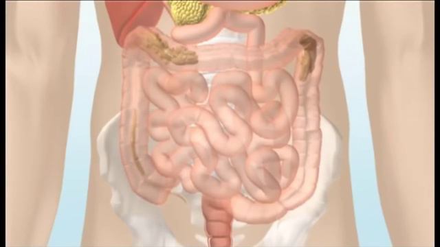 How our digestive system works? смотреть онлайн
