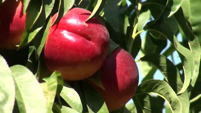 Nektarin Sweet Lady Anaç GF677 (Nectarine) - Okumuş Tarım смотреть онлайн