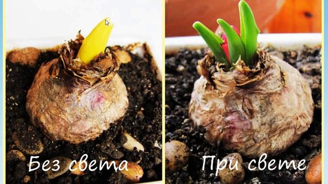 Естествознание 23. Зачем нам солнечные лучи? смотреть онлайн