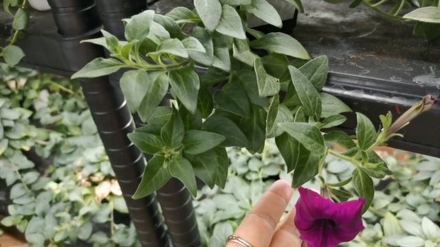 Петуния Цветёт! Новые Расцветки, Обзор Красивых Цветов! 2022 смотреть онлайн