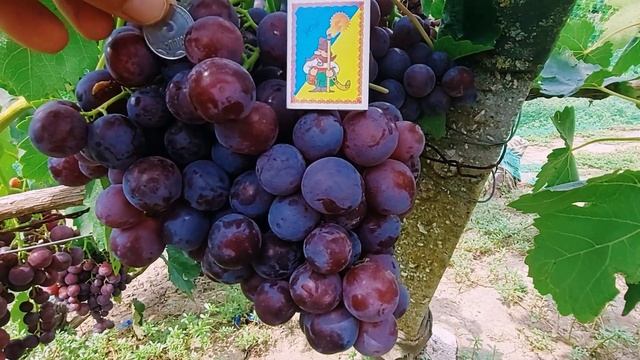 Обзор сорта винограда 