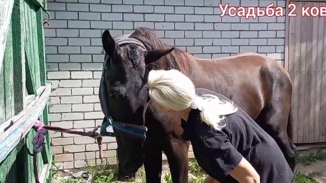 Стригу челку коню .Собираемся ,сажусь . смотреть онлайн