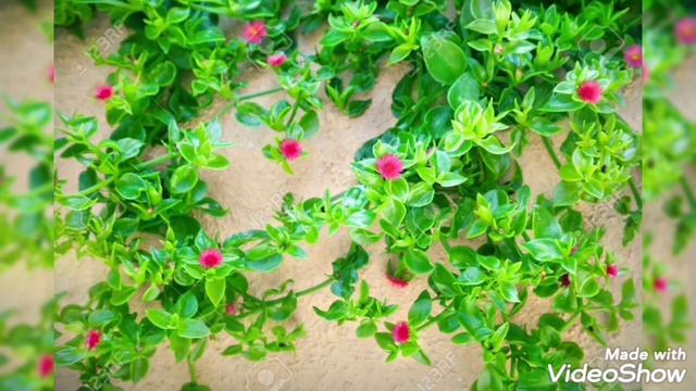 قطر الندى / حى علم أسهل طريقة لزراعة والعناية به Aptenia cordifolia смотреть онлайн