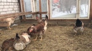 Юрловская голосистая порода кур