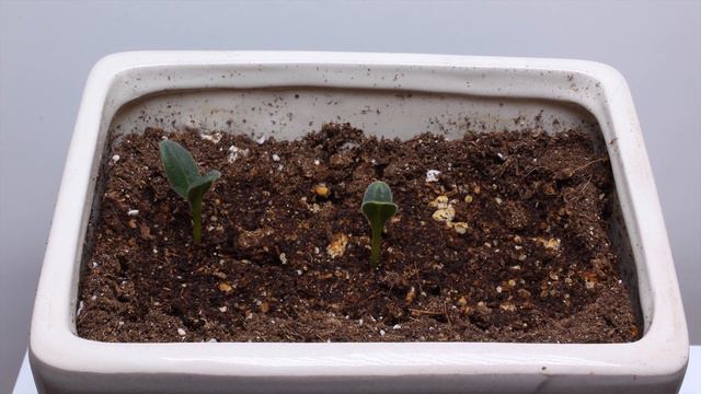 Starflower Sprouting Time Lapse