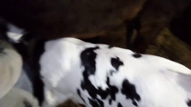 Подоить корову и сберечь нервы и время. Телёнок на подсосе. смотреть онлайн