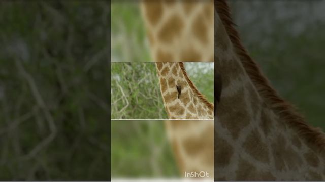 Африканская природа снимки смотреть онлайн