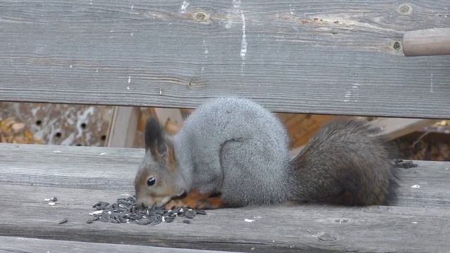 Да, я и не спорю, что у меня красивый хвост.? #бельчонок смотреть онлайн