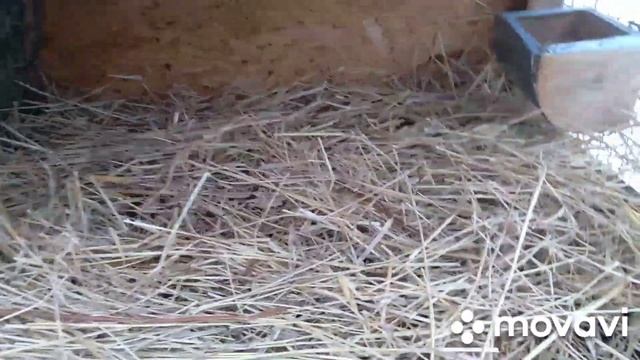 Переходим на зимнее содержание кроликов. смотреть онлайн