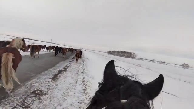 Driving a large herd of horses, on a stallion. Весь день на жеребце. Перегон табуна. смотреть онлайн