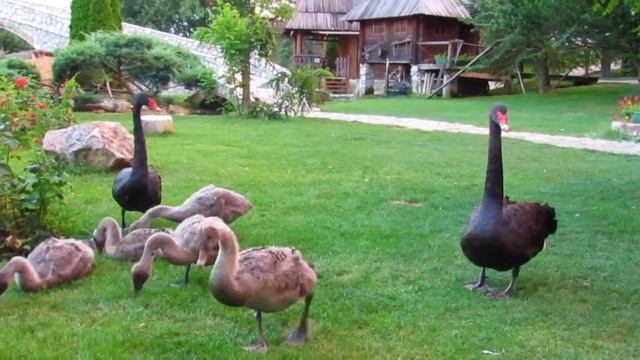 ГАДКИЙ УТЁНОК: видео про лебедей для самых маленьких! смотреть онлайн