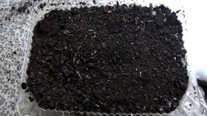 СЕЕМ ПОД СНЕГ КРАСИВЫЙ ЭРИНГИУМ (Синеголовник)