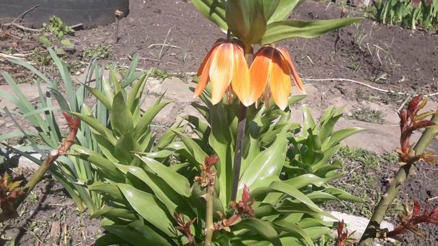 Нарциссы обзор уличных цветов смотреть онлайн