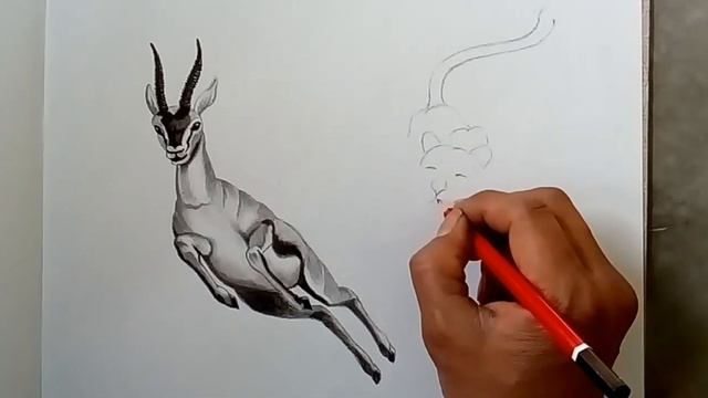 Hunting drawing, deer and leopard drawing. drawing, смотреть онлайн