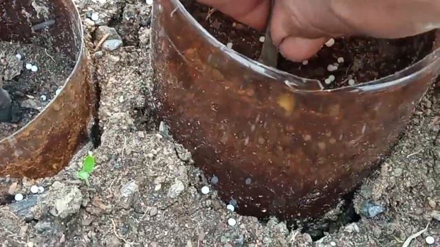 розмноження інжиру (невибагливий сорт) смотреть онлайн