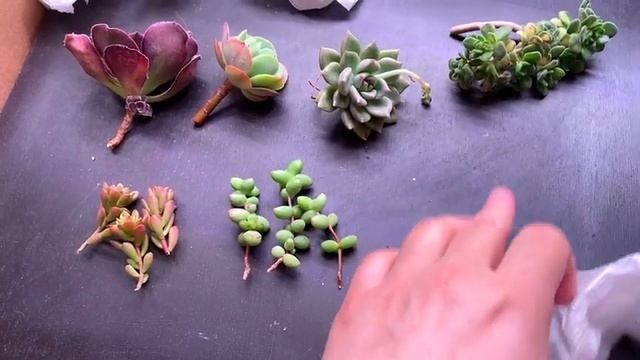 Еще несколько суккулентов от Ивана Соболева! (succulent.market) #17 смотреть онлайн