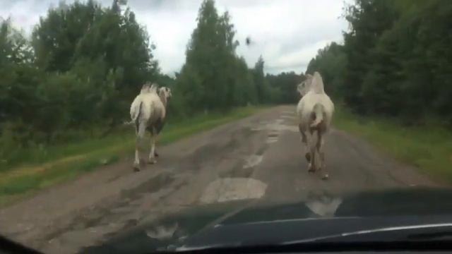Лоси по дороге😂 смотреть онлайн