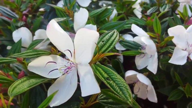 combo offer order now97440 01827 flowering plants sale /gardening/House plants/shanzas magical touc смотреть онлайн