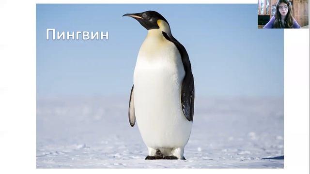 Кто такие птицы смотреть онлайн