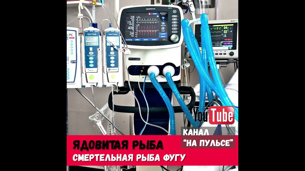 Рыба фугу: ядовитый деликатес #shorts смотреть онлайн