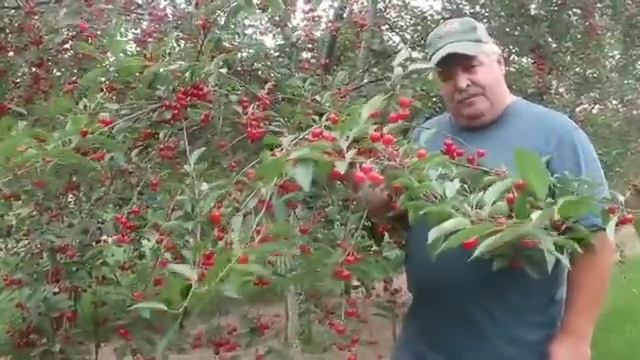 How to pick cherries properly смотреть онлайн
