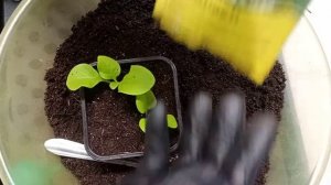 ПЕТУНИЯ ПЕРЕРОСЛА | РАССАДА ВЫТЯНУЛАСЬ! ЧТО ДЕЛАТЬ? | РАДИКАЛЬНЫЙ, НО НАДЁЖНЫЙ СПОСОБ |БЕЗ ПЕРЕВАЛК