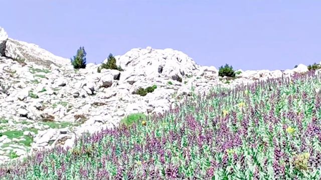 fritillaria persica ters lale смотреть онлайн