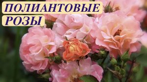 МНОГОЦВЕТКОВЫЕ ОБИЛЬНОЦВЕТУЩИЕ ПОЛИАНТОВЫЕ РОЗЫ. Polyantha Rose. Garden. ДАЧНЫЙ КРЕАТИВ.