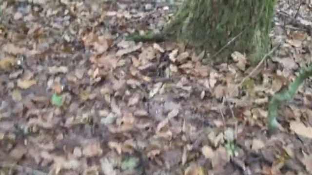După ciuperci pe Muntele Mic/23 Octombrie2022/ Bureți Cuci Pleurotus Lepista Nuda /Peisaje de toamn смотреть онлайн