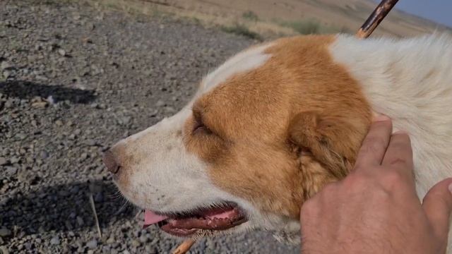 Саблезубый Вампир с огромными клыками! смотреть онлайн