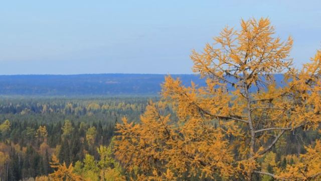 солнечный осенний день. осенняя дикая природа природа. про осень. красивая осень. золотая осень смотреть онлайн