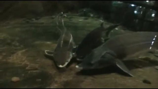 Осетр смотреть онлайн