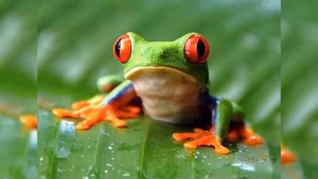 Demi Lovato yo vivire I will survive in Spanish смотреть онлайн