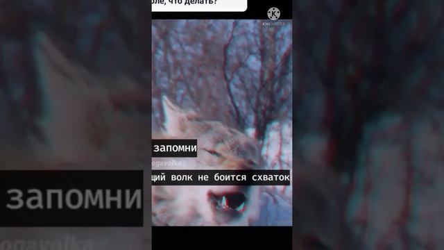 ВОЛК НЕ БОИТСЯ СХВАТОК смотреть онлайн