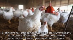 Чем кормить бройлеров в домашних условиях для быстрого роста