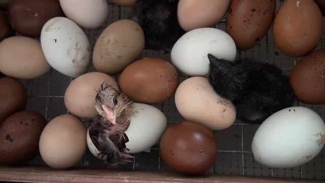 ВЫВЕЛА ЦЫПЛЯТ Сварила уху Топлю кизяками смотреть онлайн
