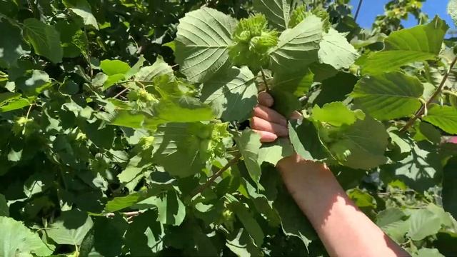 ФУНДУК В СИБИРИ | Сорта Рябушкиной В. Г. смотреть онлайн