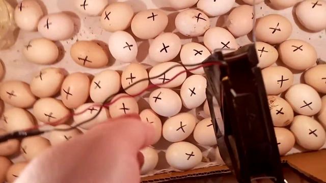 Балапан ашу. Инкубатор яйца смотреть онлайн