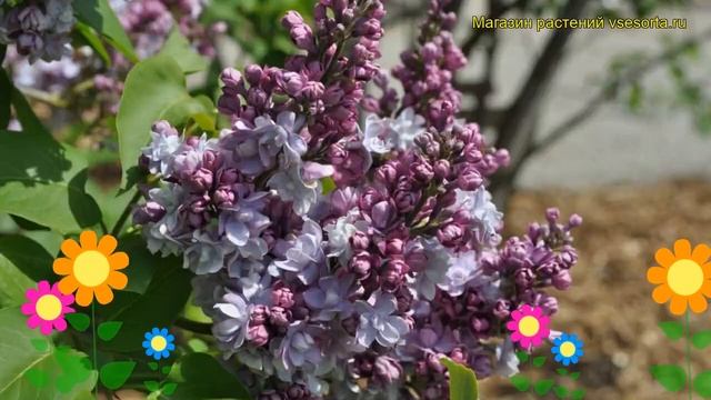 Сирень обыкновенная Виктор Лемуан. Краткий обзор, описание syringa vulgaris Victor Lemoine смотреть онлайн