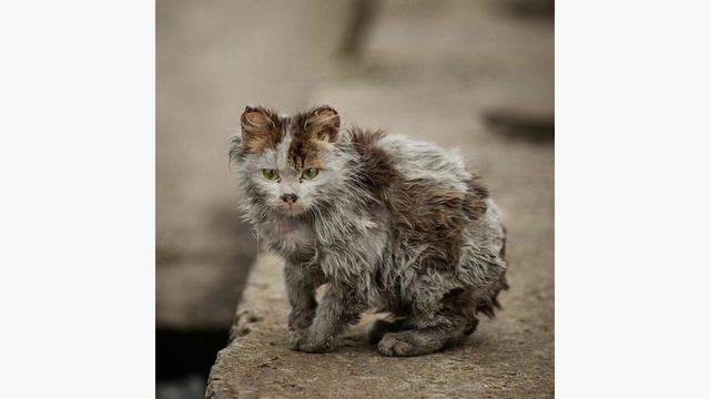 уродливый кот смотреть онлайн