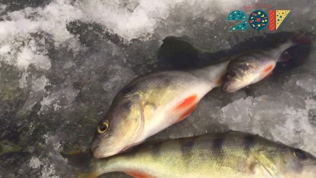 ЛОВЛЯ ОКУНЯ ЗИМОЙ НА САЛО! И КАК ОБОГРЕТЬ ПАЛАТКУ ЗИМОЙ. ЗИМНЯЯ РЫБАЛКА. смотреть онлайн