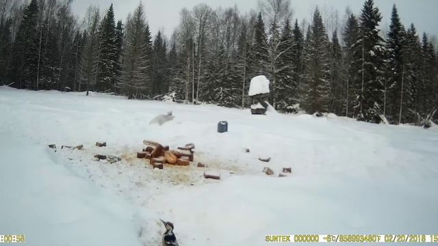 Птицы, запечатленные на фото ловушку. Часть № 10