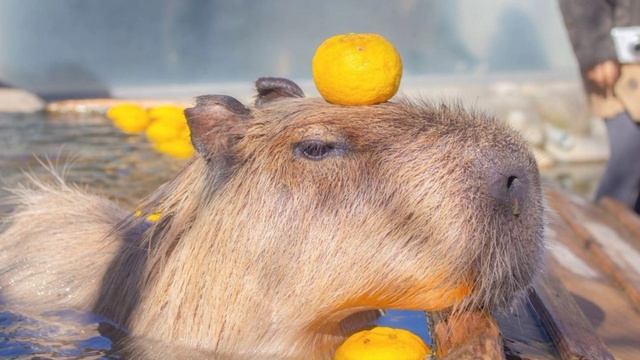 Гумас-я люблю капибар смотреть онлайн