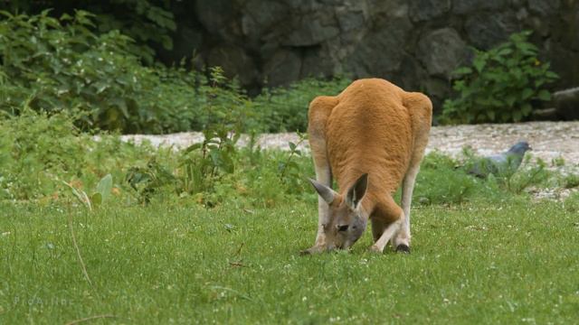 4K Zoo Animals - Relax Video with Floating Music | Urban Life смотреть онлайн